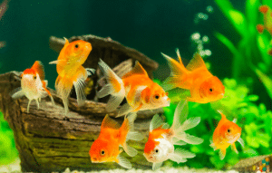 Cuidados del Acuario: 3 Aplicaciones para Mantener la Salud