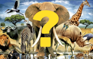 Descubre qué Animal Serías: Las 5 Mejores Aplicaciones