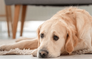 Aplicación de IA para Cuidar la Salud de tu Mascota