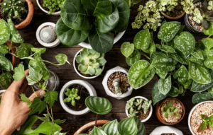 Descubre el Fascinante Mundo de las Plantas con Tecnología