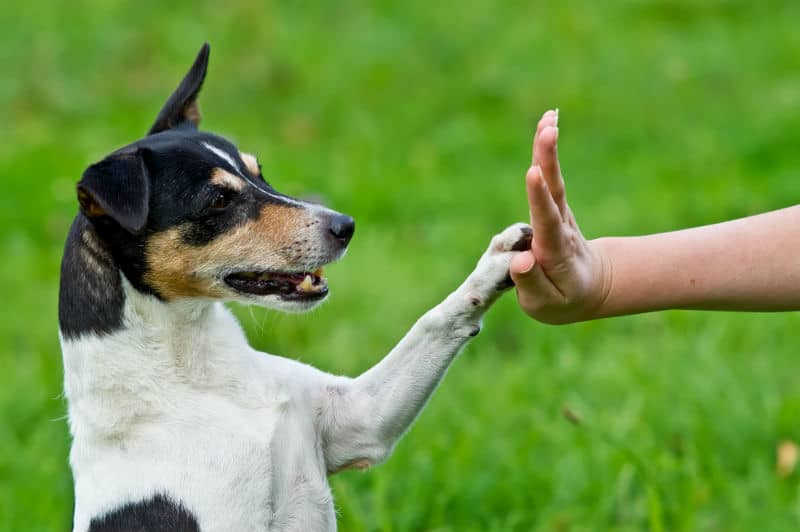 Educa a tu mascota con hábitos saludables en casa