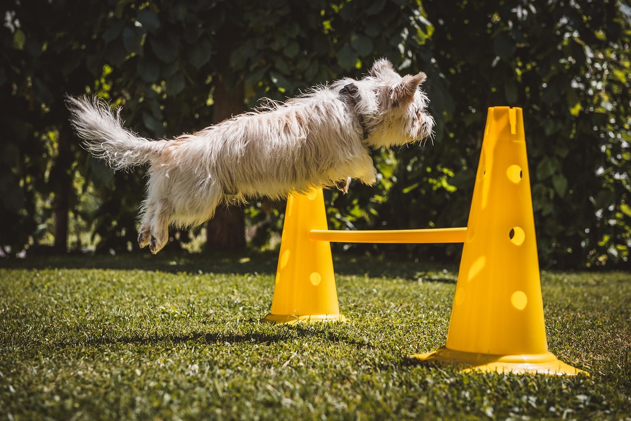 Adiestra a tu perro en casa con facilidad