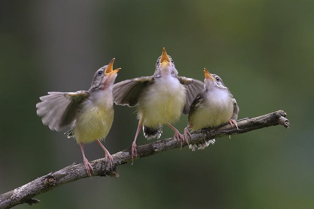 Identifica aves por su canto usando solo el móvil